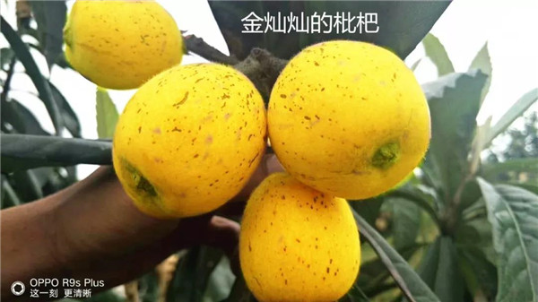園區采摘
